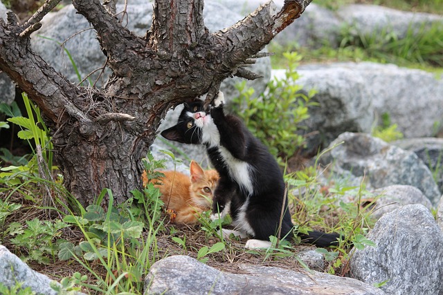 3개월 된 고양이